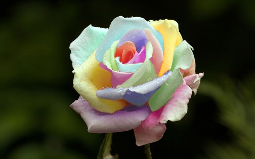 rosa multicolor