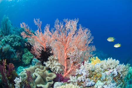 A rischio le barriere coralline: la scienza da la colpa alla creme solari
