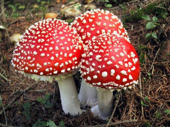 Casi di intossicazione da funghi in aumento , alcuni utili consigli per prevenire l'avvelenamento
