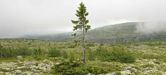 Si trova in Svezia ed ha 9500 anni: è l'albero più vecchio di sempre