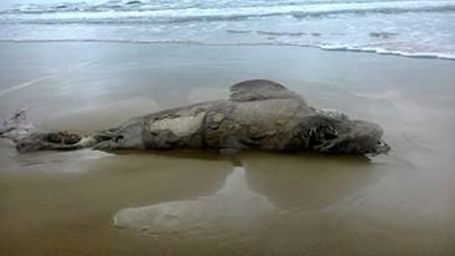 Sicilia, squalo ritrovato in spiaggia a Siculiana. Fonte foto: Agrigentonotizie